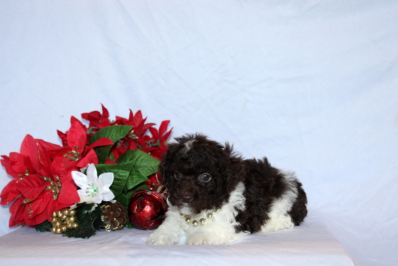 puppy, for, sale, Toy Poodle, Matthew B. Stoltzfus, dog, breeder, Gap, PA, dog-breeder, puppy-for-sale, forsale, nearby, find, puppyfind, locator, puppylocator, aca